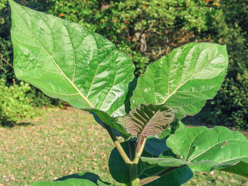 Kultur der Baumtomate in Deutschland (Solanum betaceum)