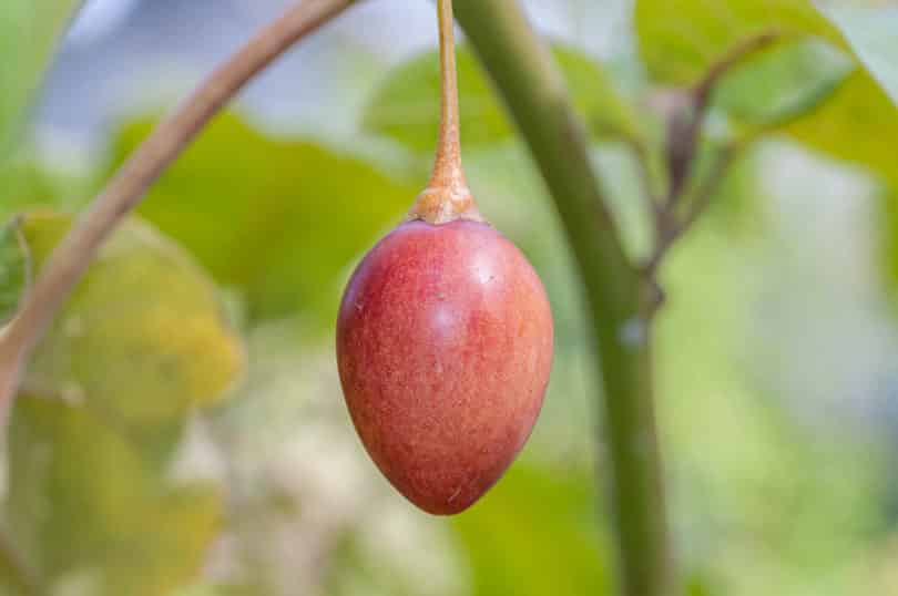 Tree tomato - Solanum betaceum - Solanaceae