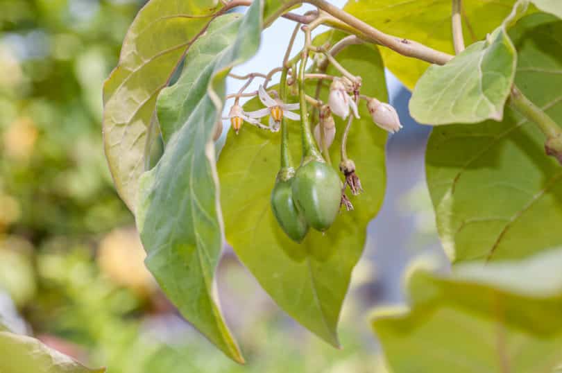 Erste Früchte von Solanum betaceum an den Blütenständen