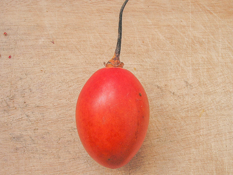 Solanum-betaceum-810x608.jpg