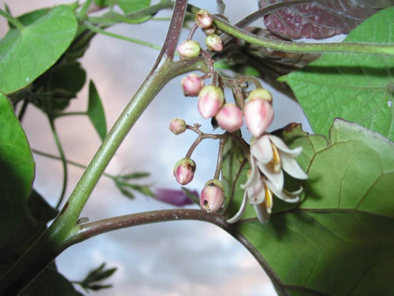 The white-pink flowers of the Tomarillo