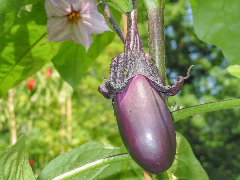 Aubergine - Solanum melongena