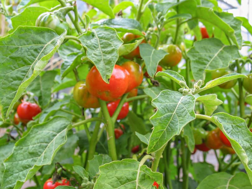 Die Blätter der Menschenfressertomate wurden von den Ureinwohnern der Fidschi Inseln als Gewürz für die Zubereitung von Menschenfleisch verwendet.