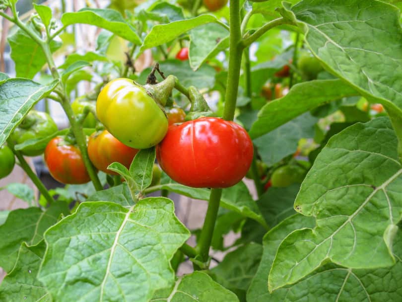 Solanum uporo Früchte werden bei Reife rot.