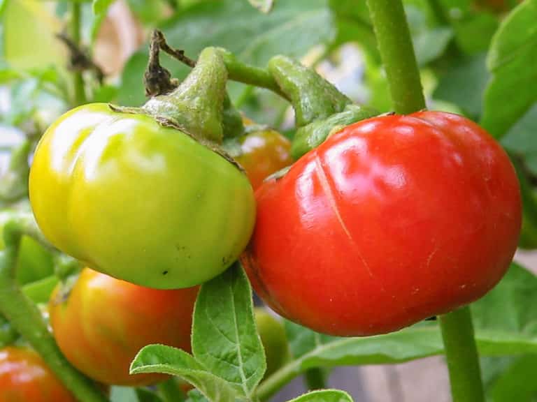 Menschenfressertomate Solanum uporo