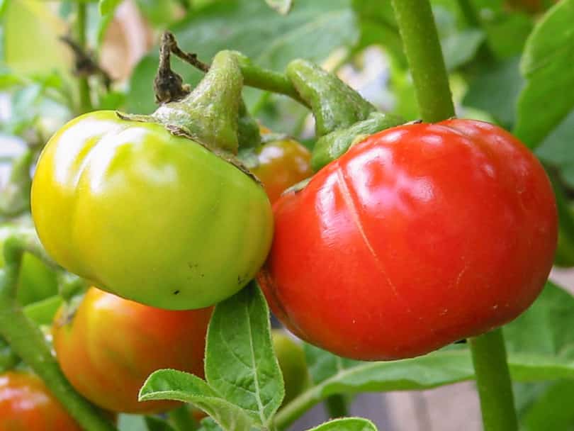 Menschenfressertomate - Solanum uporo