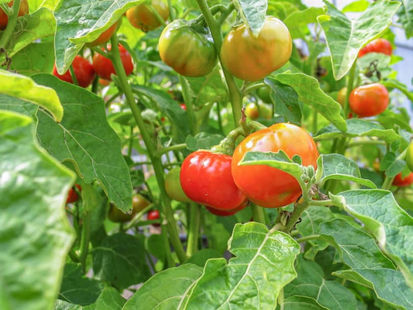 Die Früchte der Menschenfressertomate (Solanum uporo) ähneln denen von einigen afrikanischen Auberginen