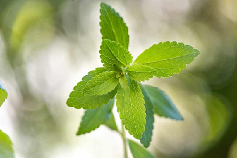  Stevia rebaudiana Pflanze