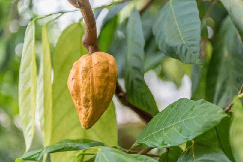 Theobroma cacao - Criollo