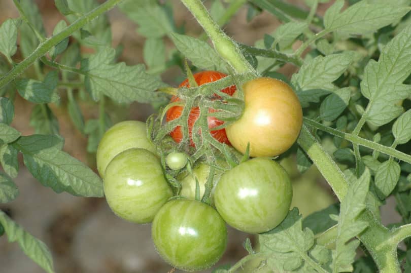 Die Tomate Tini Tiger ist rot-gelb gestreift.