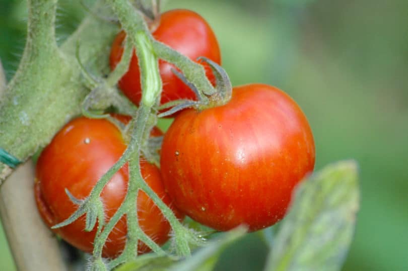 Die Tomatensorte Tini Tiger ist zweifarbig und schmeckt lecker.