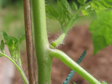 Ausgeizen der Tomate