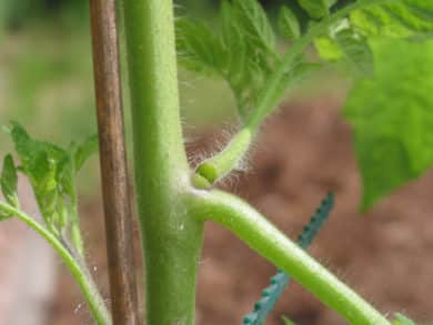  Ausgeizen der Tomate 