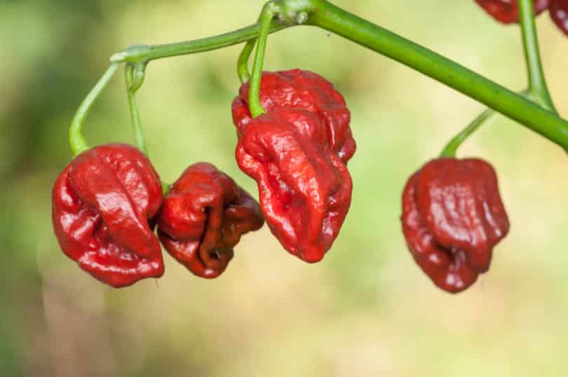 Die Capsicum chinense Varietät Trinidad Douglah aus der Karibik