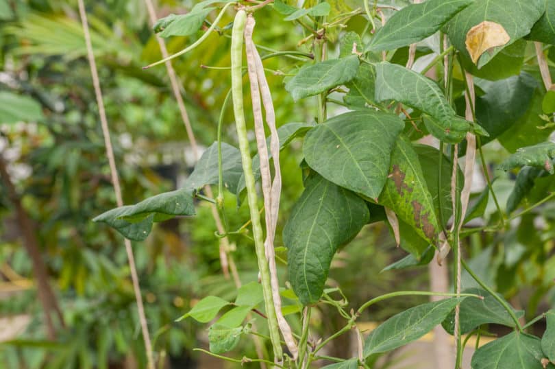 Vigna unguiculata subsp. sesquipedalis - Spargelbohne