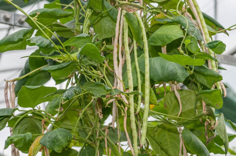 Vigna unguiculata subsp. sesquipedalis - Spargelbohne