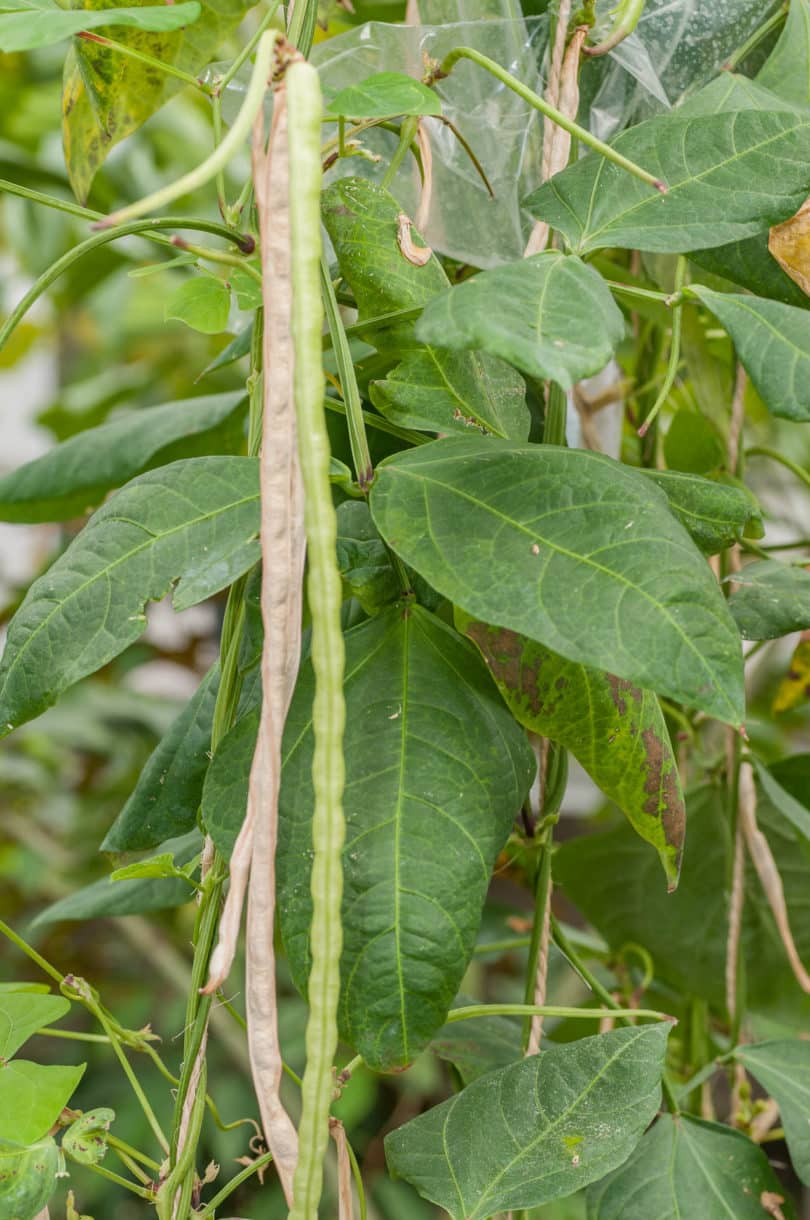 Vigna unguiculata subsp. sesquipedalis - Spargelbohne