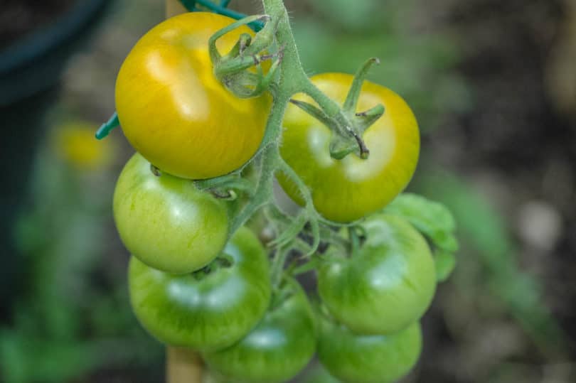 Die Früchte sind am Ansatz meist etwas olivgrün gefärbt